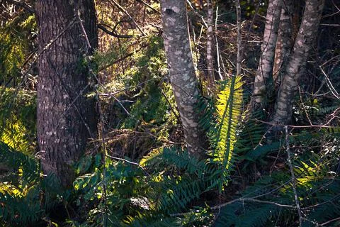 Young narrow tree trunks growing up through the undergrowth Stock Photos