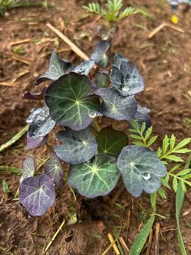 Young nasturtium Stock Photos