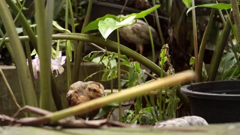 A young native chicken exploring a lush garden among tropical plants, with .. Video stock 345477990