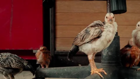 Young native chickens moving, walking, and perching around a rural farm are.. Stock Footage 345477983