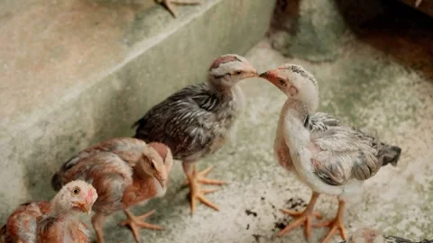 Young native chickens with varied plumage, long necks and upright posture m.. Stock Footage 345478061