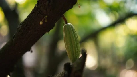 Young natural cocoa fruit in a cinematic slow motion. Stock Footage 152914947