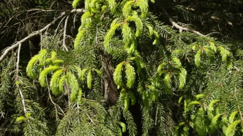 Young needles on the Christmas tree Stock Footage 131402291
