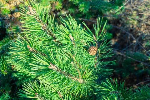 Young needles of pine and pine buds in folk medicine and ethnoscience, select Stock Photos