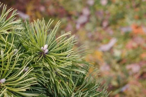 Young needles on a pine branch Stock Photos