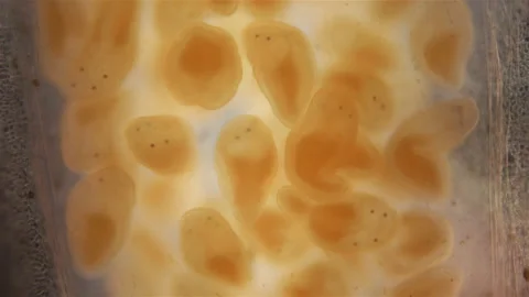 Young Nemertea worms in a clutch of eggs under a microscope Stock Footage 158168158