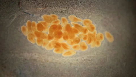 Young Nemertea worms in a clutch of eggs under a microscope Stock Footage 158199784