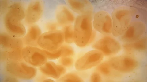 Young Nemertea worms in a clutch of eggs under a microscope, Monostilifera Order Stock Footage 158276293