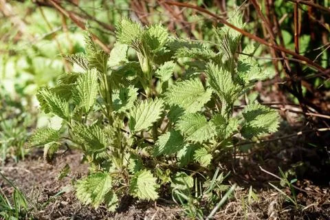 Young nettle close shot, spring concept Stock Photos