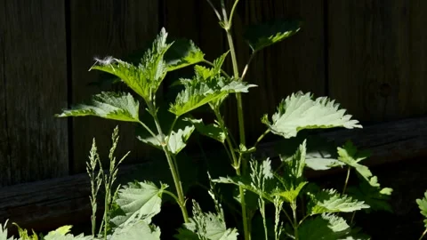 Young nettle Stock Footage 132614940