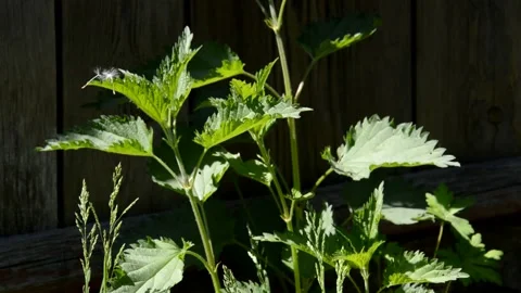Young nettle 動画素材 132615569