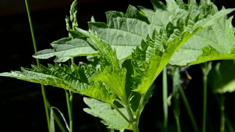 Young nettle Stock Footage 132672024