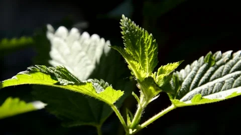 Young nettle 스톡 동영상 132675876