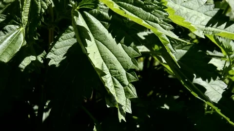 Young nettle Stock Footage 132676691