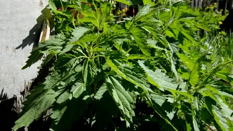 Young nettle Stock Footage 132676749