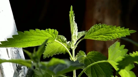 Young nettle 動画素材 132682102