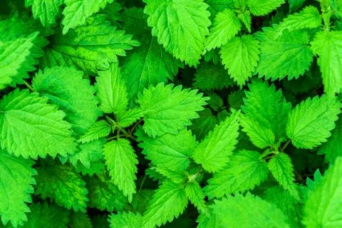 Young nettle in the garden Stock Photos