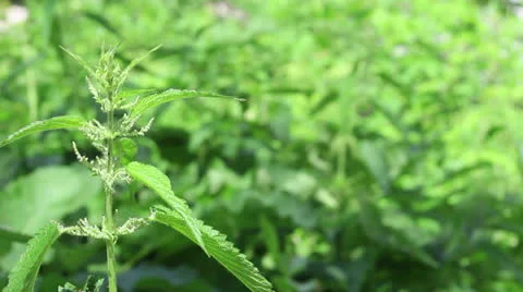 Young nettle green bush Stock Footage 24758864
