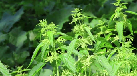 Young nettle green bushes Stock Footage 24658748
