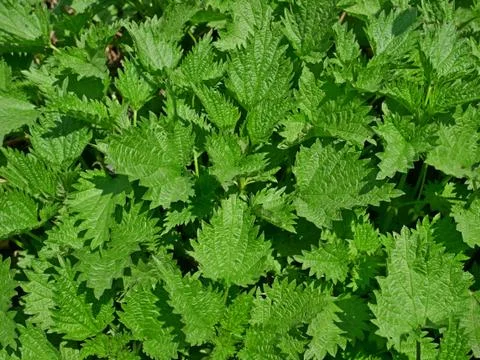 Young nettle plants Stock Photos