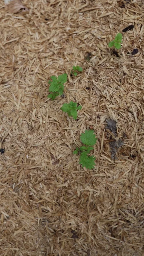 Young nettle shoots emerging through fresh wood chips Stock Footage 338278652