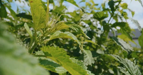 Young Nettle Shoots in the Sunlight Stock Footage 276809422