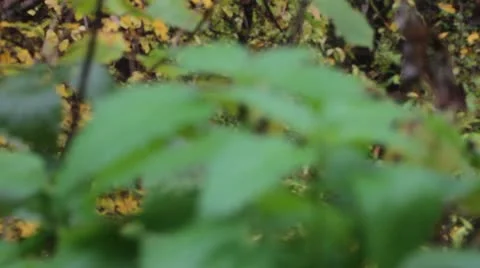 Young nettles in the forest Stock Footage 12412770