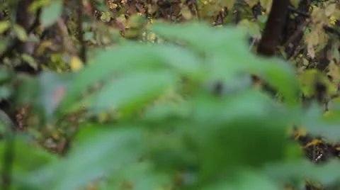 Young nettles in the forest Stock Footage 12412904