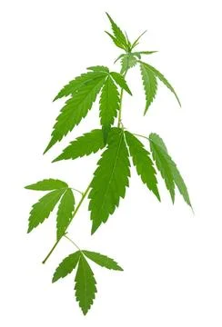 A young new growing cannabis (marijuana) plants A young new growing cannab... Stock Photos