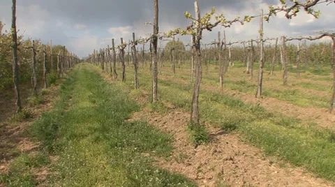 Young new stems in spring vineyard Stock-Footage 39661765