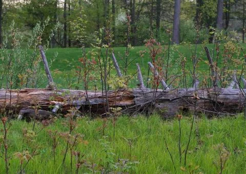 Young new thriving trees sprouting from the remnants of a rotting one. The cy Stock Photos
