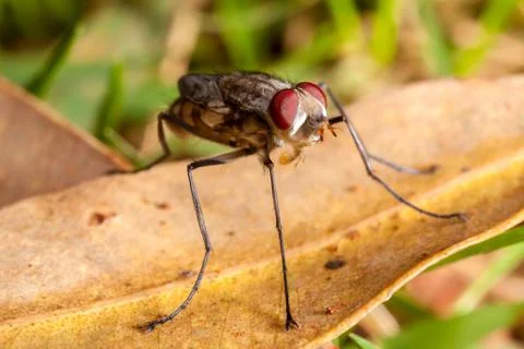 Young newborn house fly with closed wings - housefly baby Stock Photos