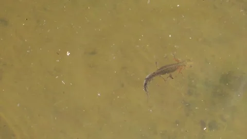 Young newt  (triton). Stock Footage