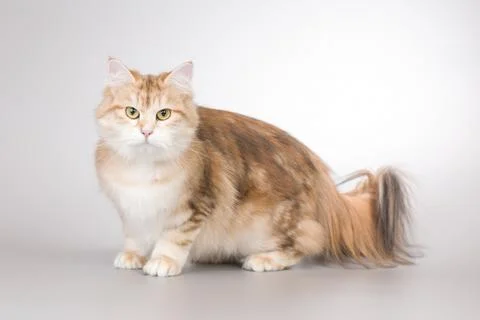 Young nice red stripe colored female of siberian forest cat in studio Stock Photos
