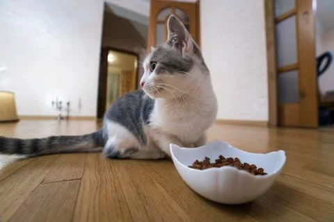 Young nice small cute white and gray domestic cat kitten eating from bowl of  Stock Photos