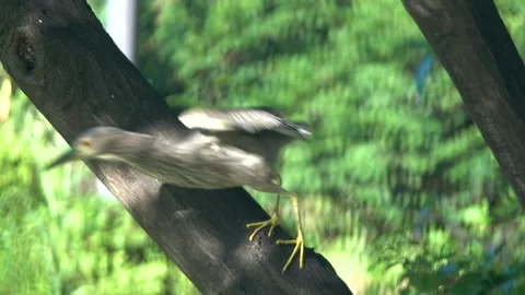 Young Night Heron Perched on Tree Branch in Seoul Park Stock Footage 313252178