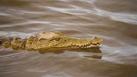 Young Nile Crocodile keeps it's head above rippled water, looking for prey Stock Footage 151513294