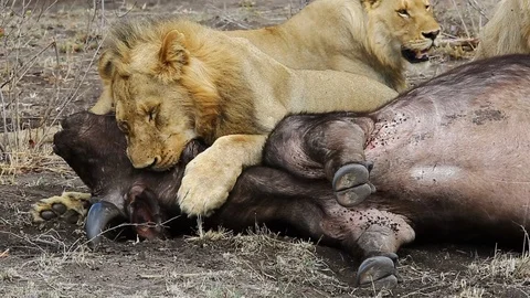 Young nomadic male lion gives a dramatic death bite, grappling a female Stock Footage