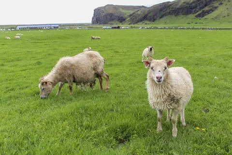 Young nosy sheep posing for the camera Young nosy sheep posing for the cam... 스톡 사진