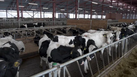 Young number of cows Видео 244026500