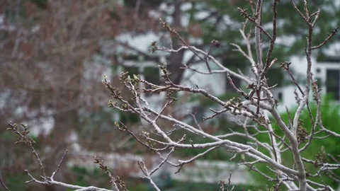 Young nut tree buds begin to open Stock Footage 106728626