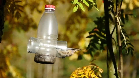 Young nuthatch bird at a feeder slow motion Stock Footage 304906599