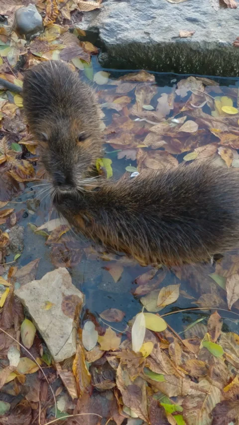 Young Nutrias wander in coastal area by river among autumn foliage and looks Stock Footage 325076569