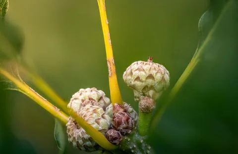 Young oak acorns developing, golden light Stock Photos