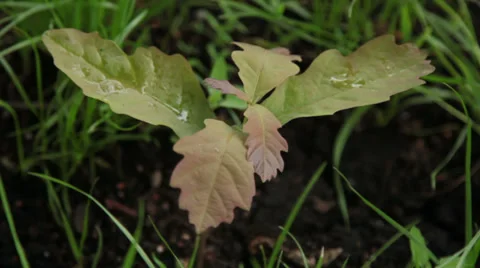 Young oak 動画素材 27788663