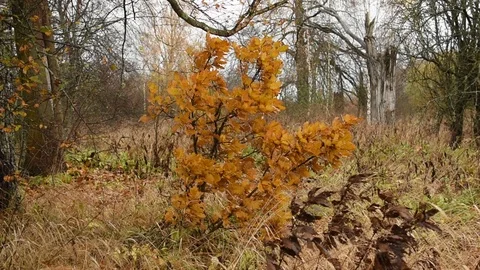 Young oak in the forest Stock Footage 117895933