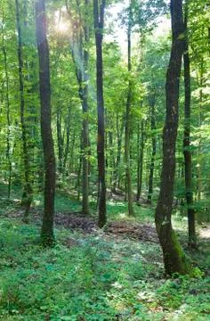 Young Oak Forest Stock Photos