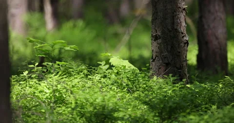 Young oak grows in a pine forest, 4K slomo Stock Footage 169446538