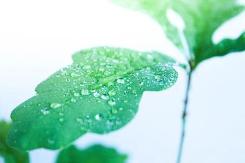 Young oak leaf with dew drops. Close-up.. Stock Photos