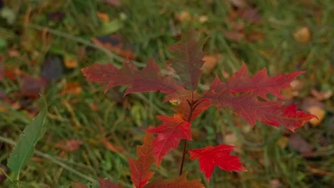 Young oak leaf Video stock 326907445